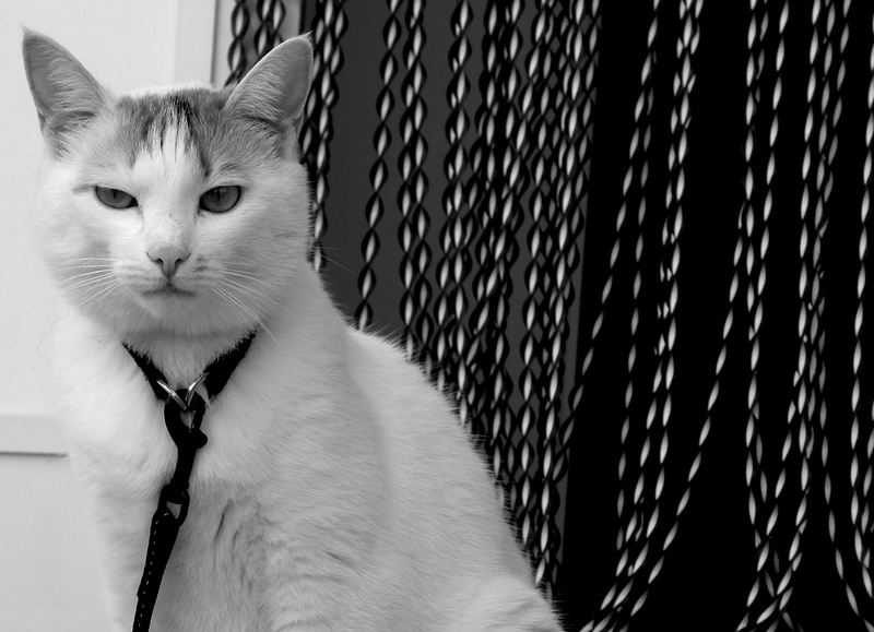 Cat B&W