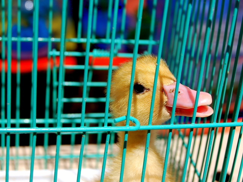 The Ugly Duckling