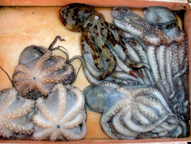 Octopus