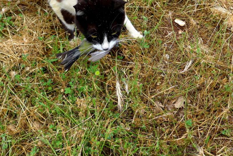 Big game hunting