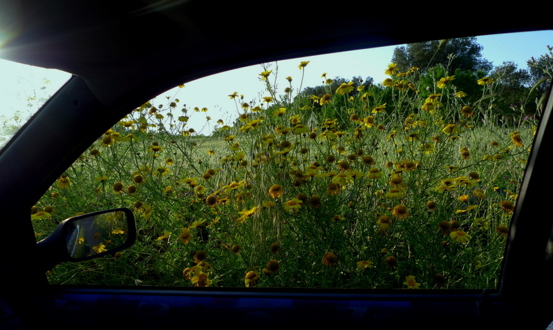 From the window of the car