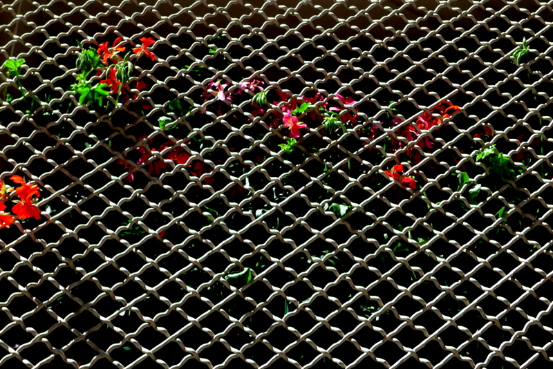 Geranium