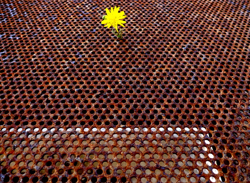 Rust flower