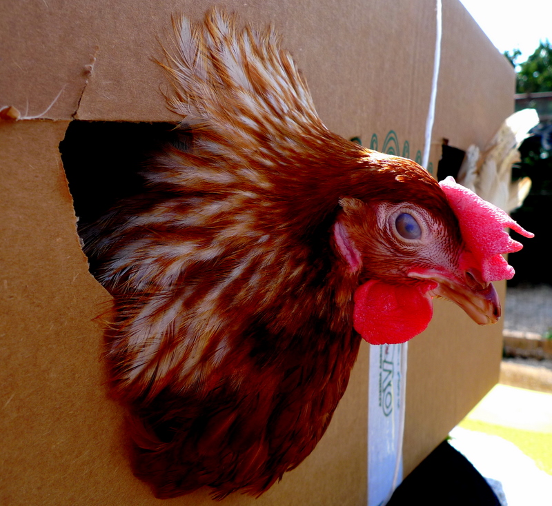 Better a chicken today ....or the egg tomorrow ....????