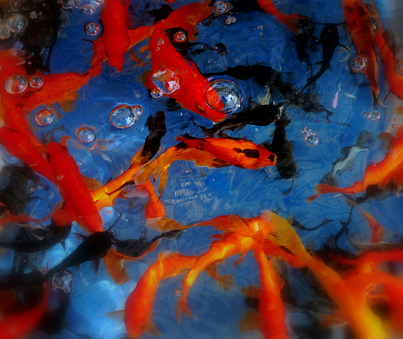 Goldfish