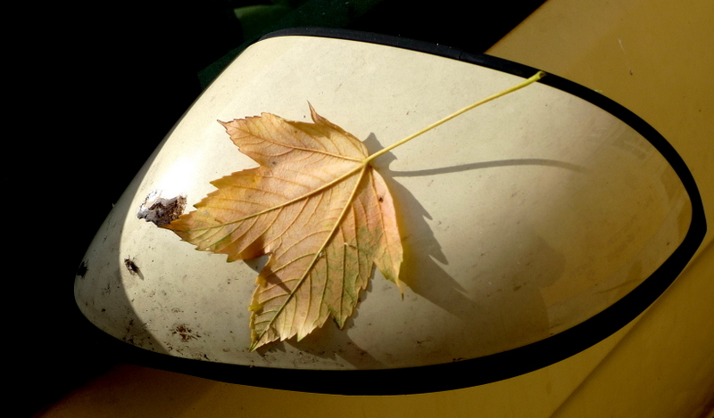 Leaf