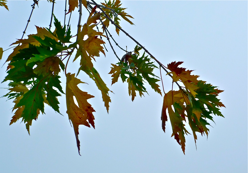 Leaves