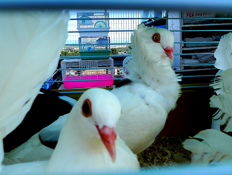 White doves