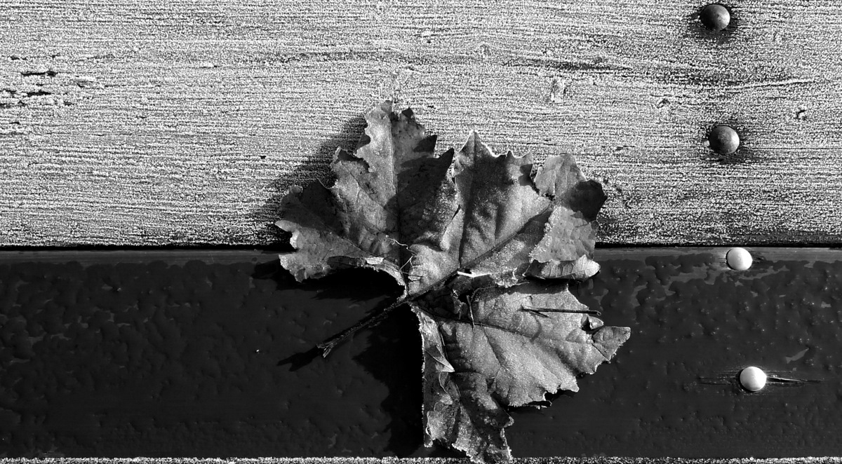 Ice Leaf
