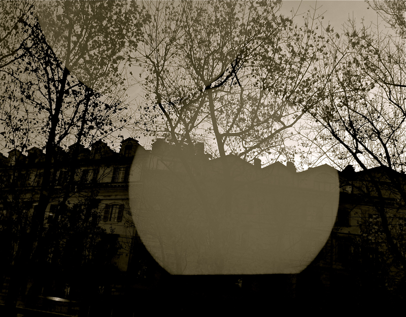 Reflections of trees