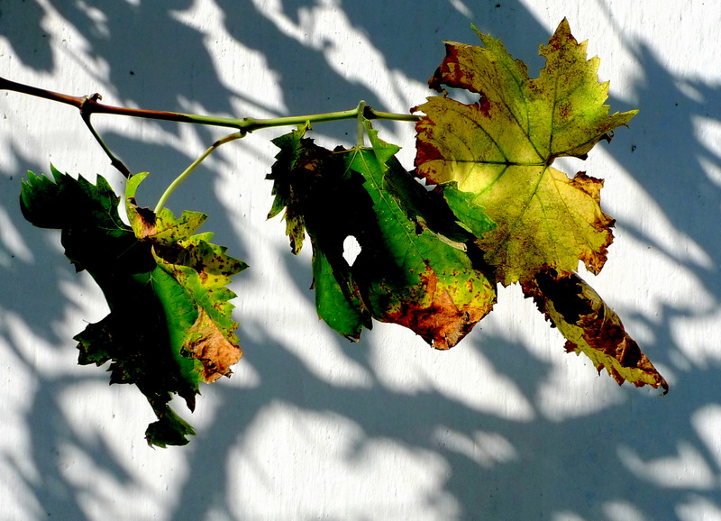Leaves