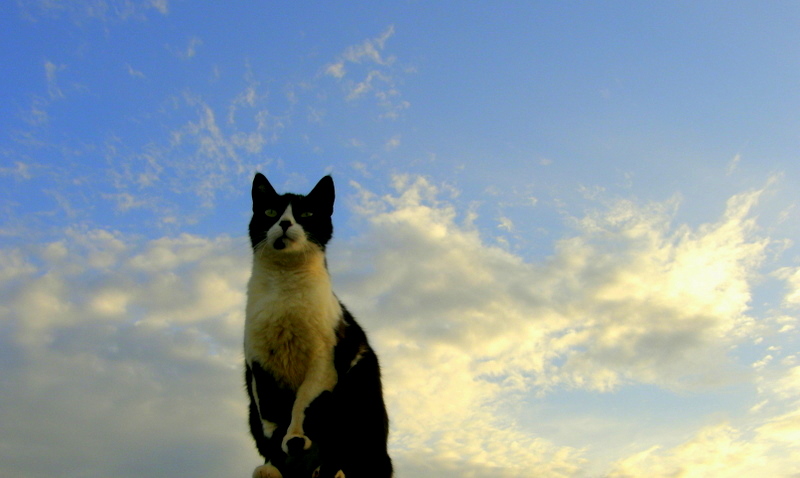 My cat on air