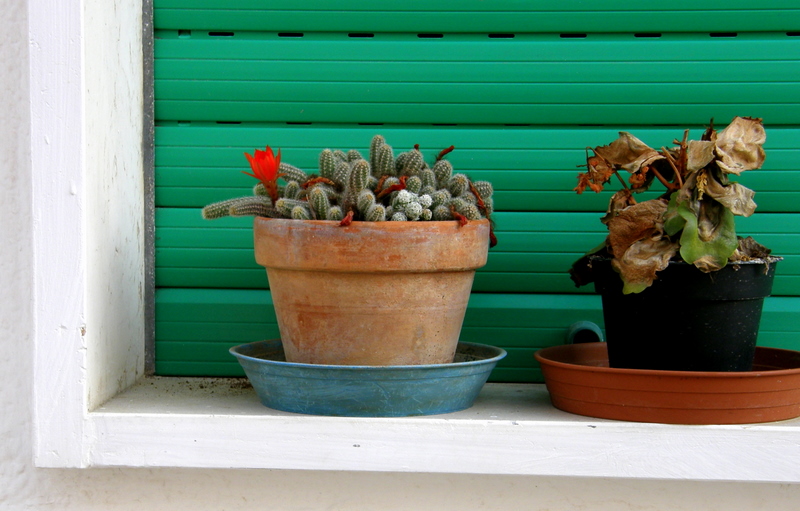 Green plants