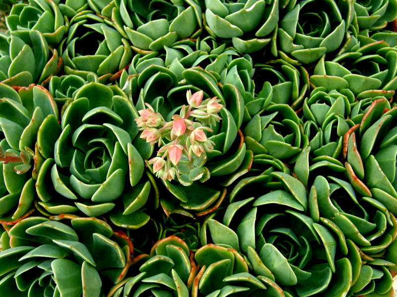 Green plant
