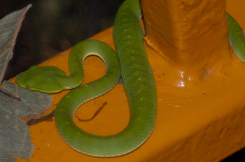 Nov 10  Bamboo Snake