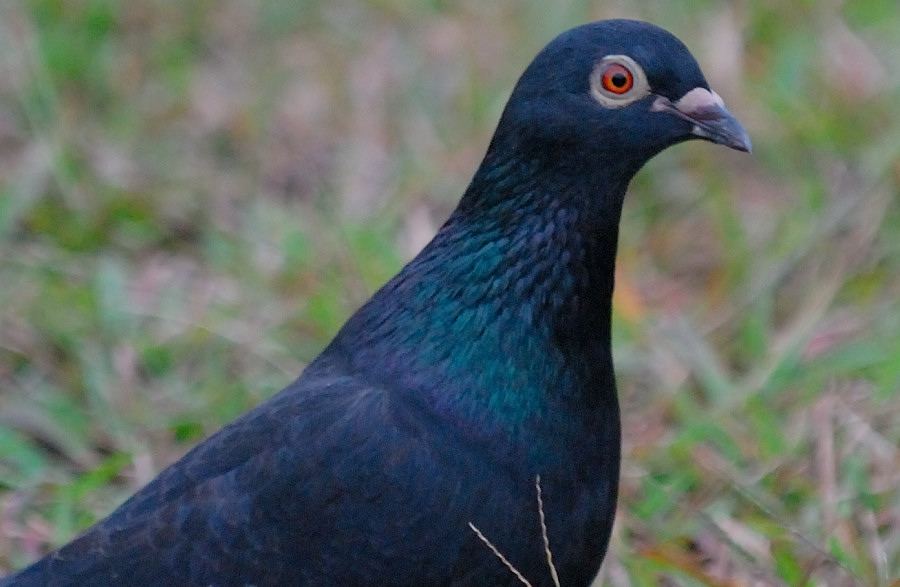 Dec 14  Wild pigeon in the Park