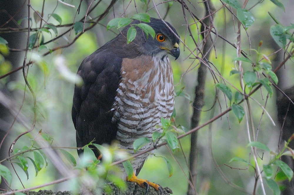 Mar 23  Crested Goshawk