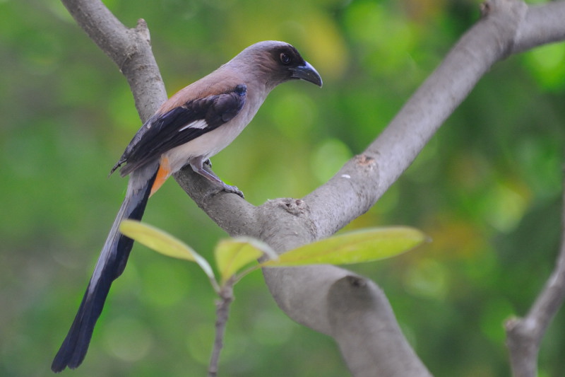 Apr 28  Gray Treepie