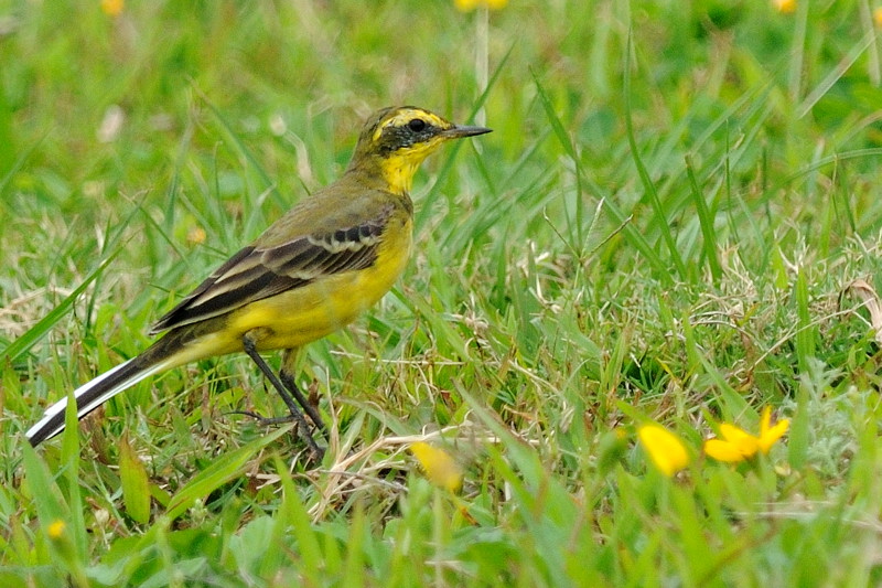 May 13  Yellow Wagtail