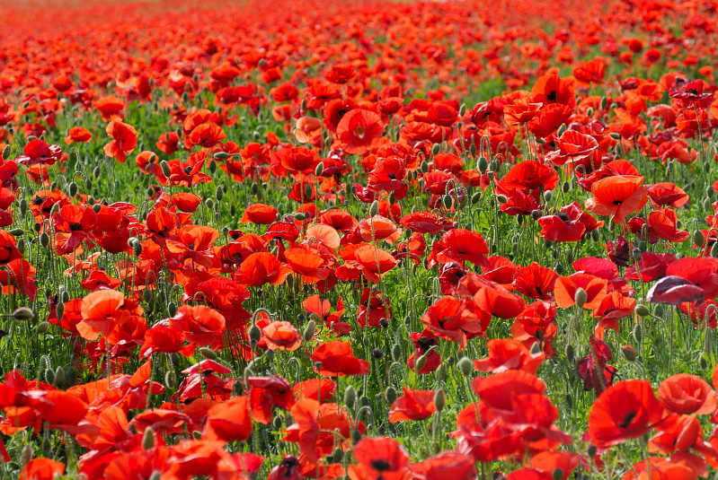 May 14   Poppies on the Interstate