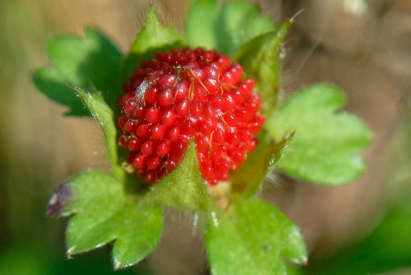 May 17  Wood Strawberry