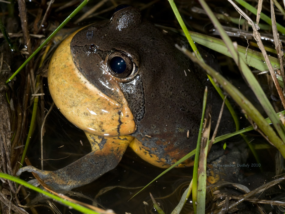 Red-sided Pobblebonk_2663.jpg