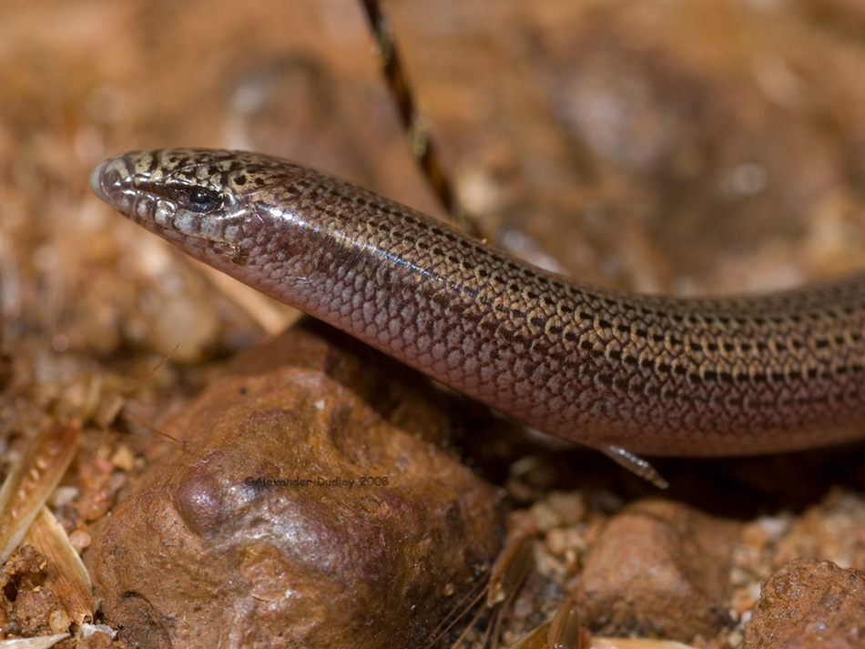 Lerista kalumbaru