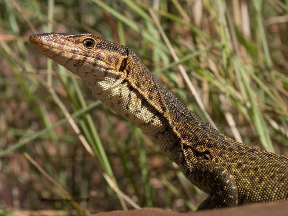 Mitchells Water Monitor, Varanus mitcheli