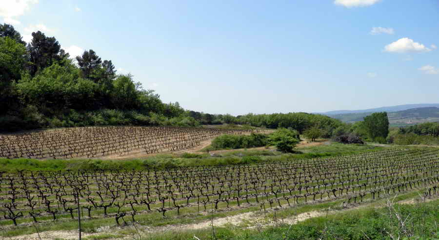 Quelques vignes du Lubron