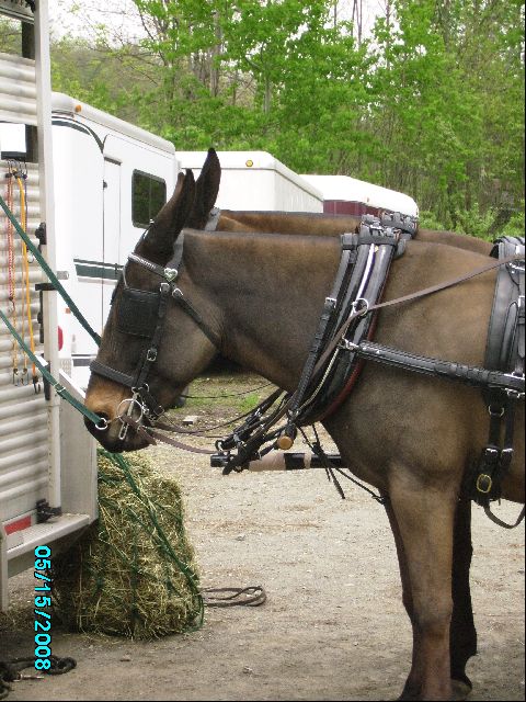 agnes just putting up with life - side view of the yoke