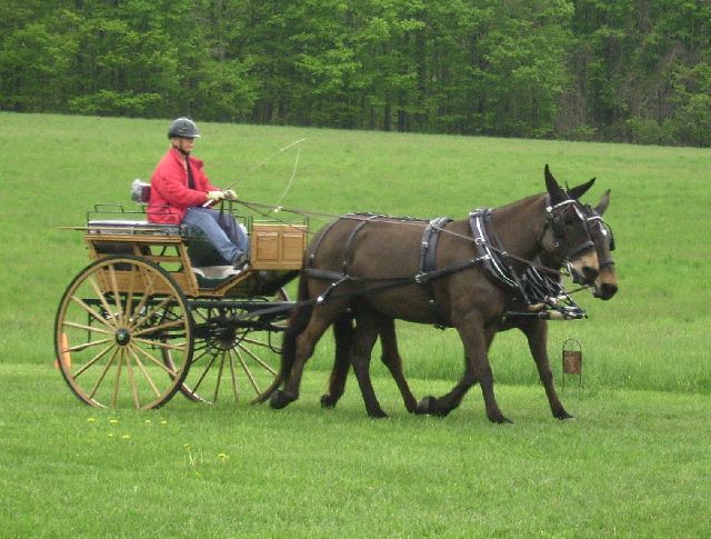 cape cart-6.jpg