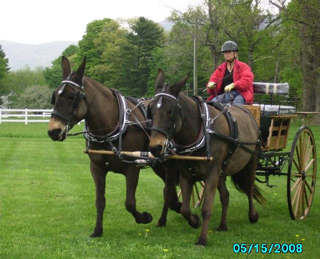 cape cart-9.jpg