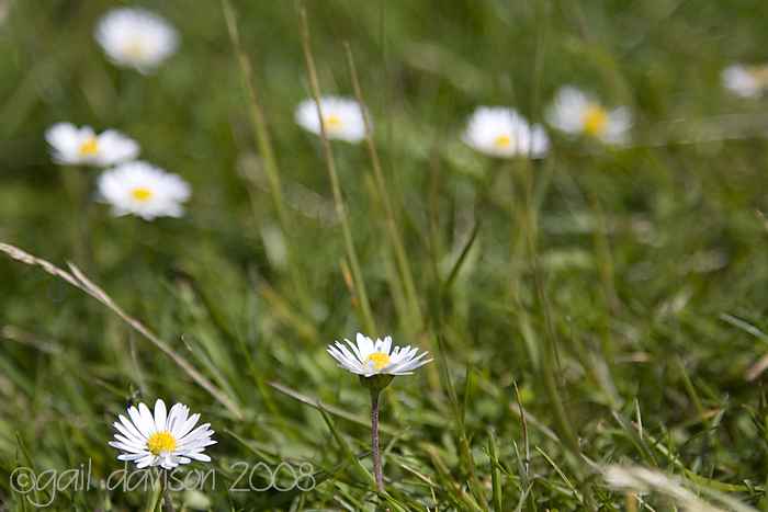 daisies