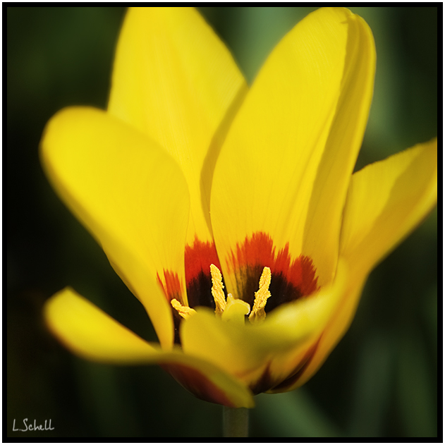 LS1D7995-c.jpg