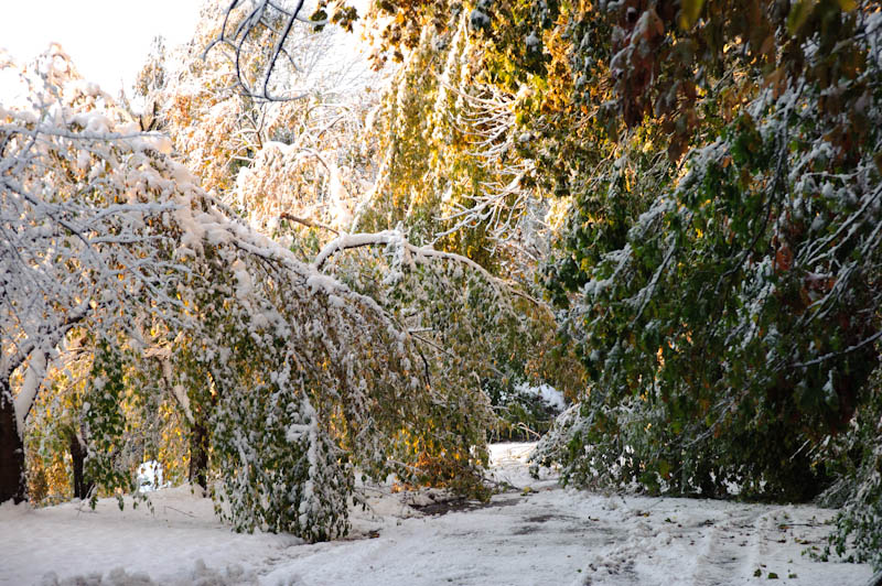 1110 Oct Snowstorm-051.jpg