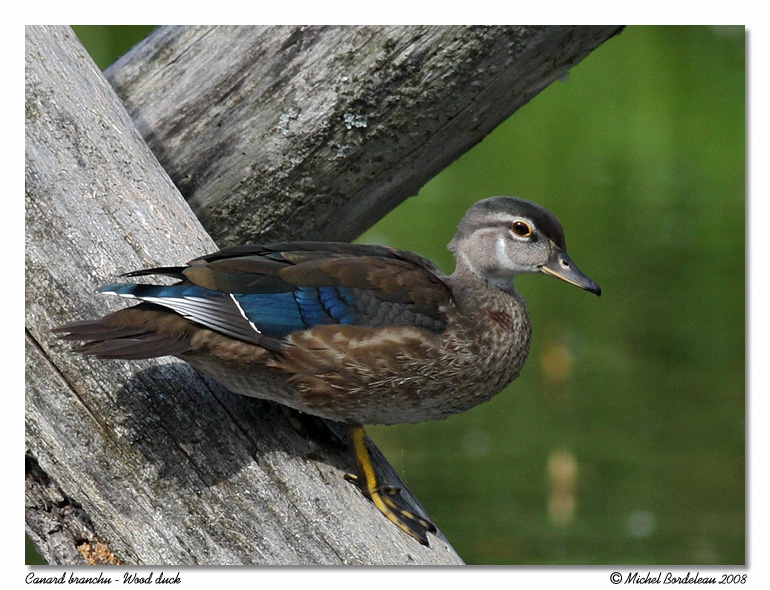 Canard branchu <br> Wood duck