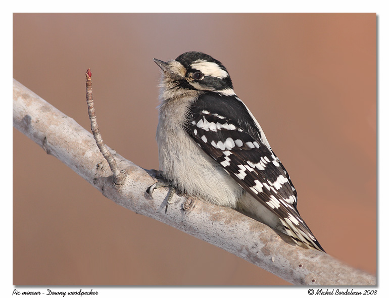 Pic mineur <br/> Downy woodpecker