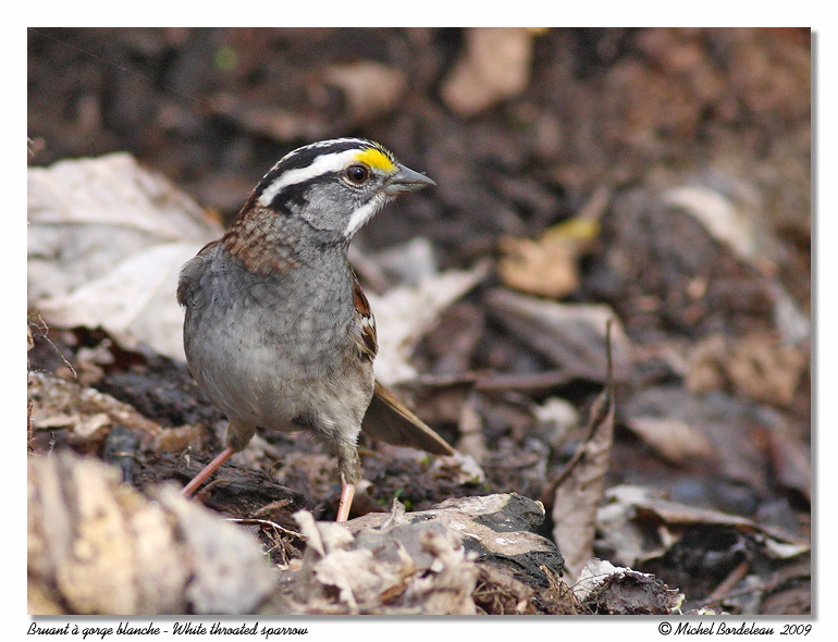 Bruant   gorge blanche <br> White throated sparrow