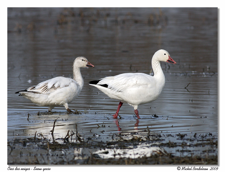 Oies des neiges <br> Snow geese