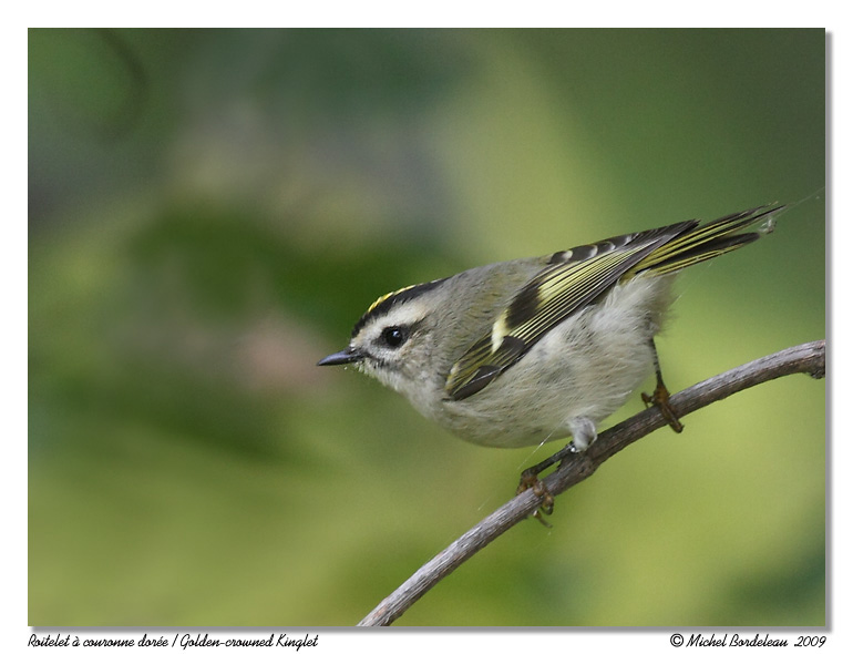 Roitelet  couronne dore <br/> Golden-crowned Kinlet