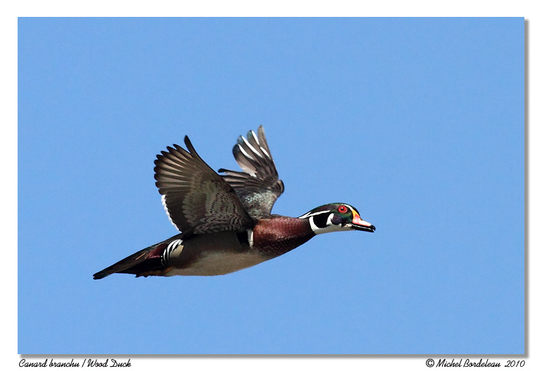 Canard branchu <br> Wood Duck