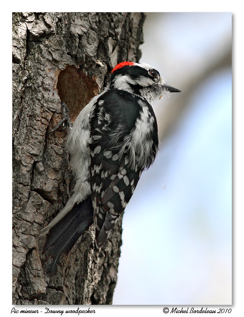 Pic mineur <br> Downy Woodpecker