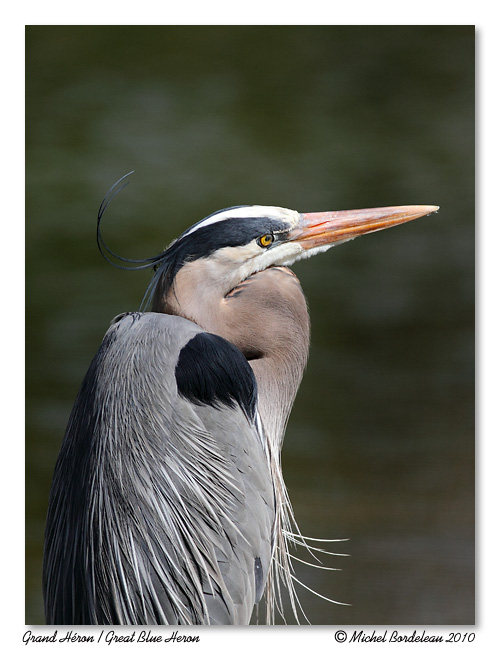 Grand hron <br> Great Blue Heron