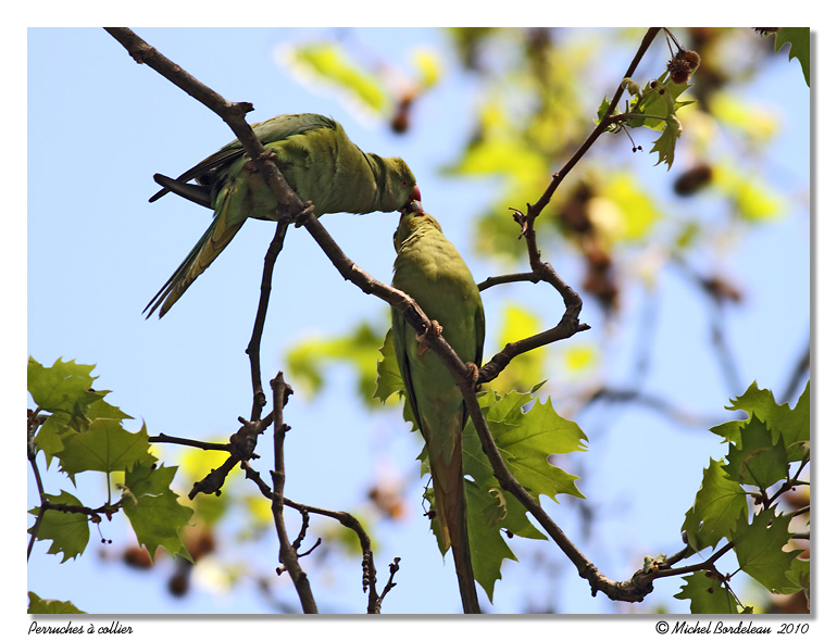 Perruche  collier <br> Rose-ringed Parakeet