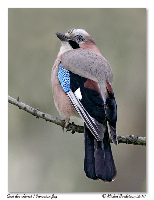 Geai des chnes<br> Eurasian Jay
