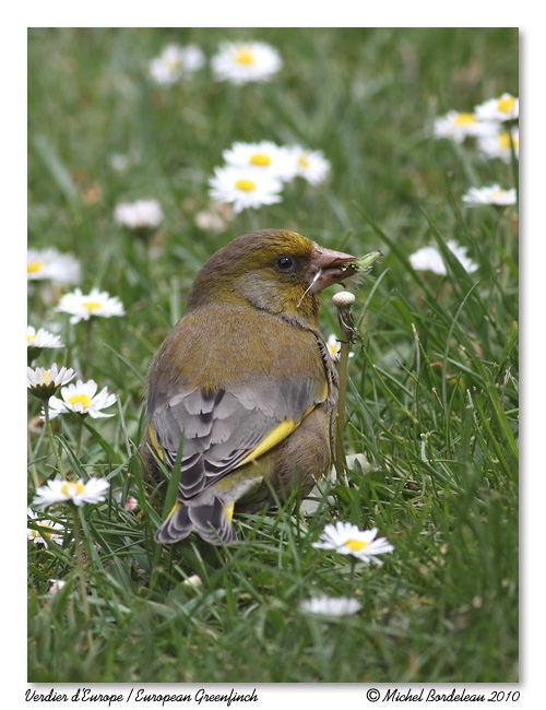 Verdier dEurope / Green Finch