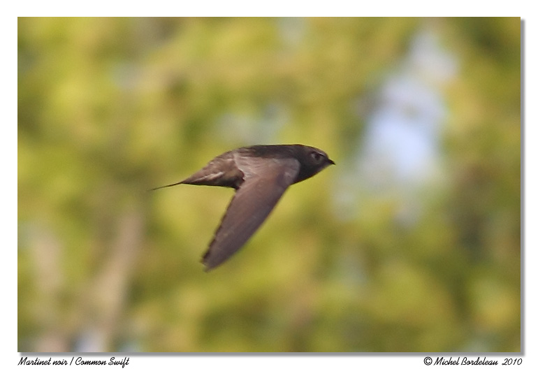 Martinet noir <br> Common Swift