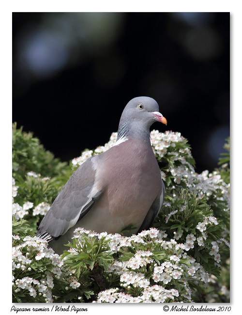 Pigeon ramier <br> Wood Pigeon