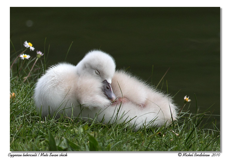 Cygneau tubercul <br> Mute Swan chick