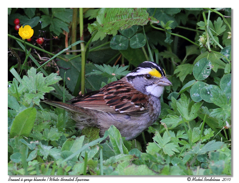 Bruant  gorge blanche <br> White-throated Sparrow
